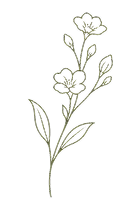 Simple green line drawing of a flower stem with two flowers, two buds, and three leaves on black background.